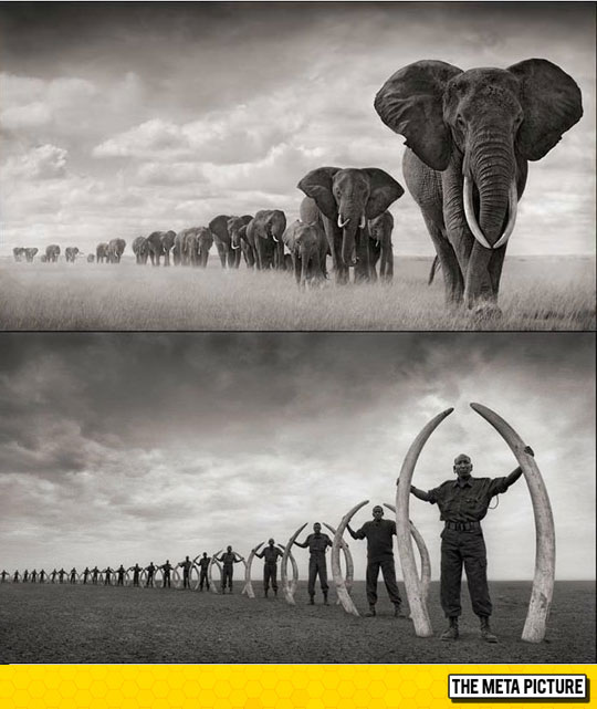 cool-elephant-tusk-Africa-ivory