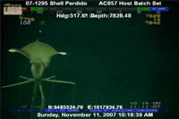 cool-gif-marine-creature-scary