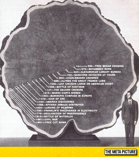 cool-old-tree-history-rings