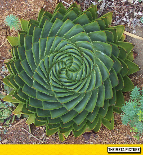 Spiral Aloe, Sometimes Nature Can Be Perfect