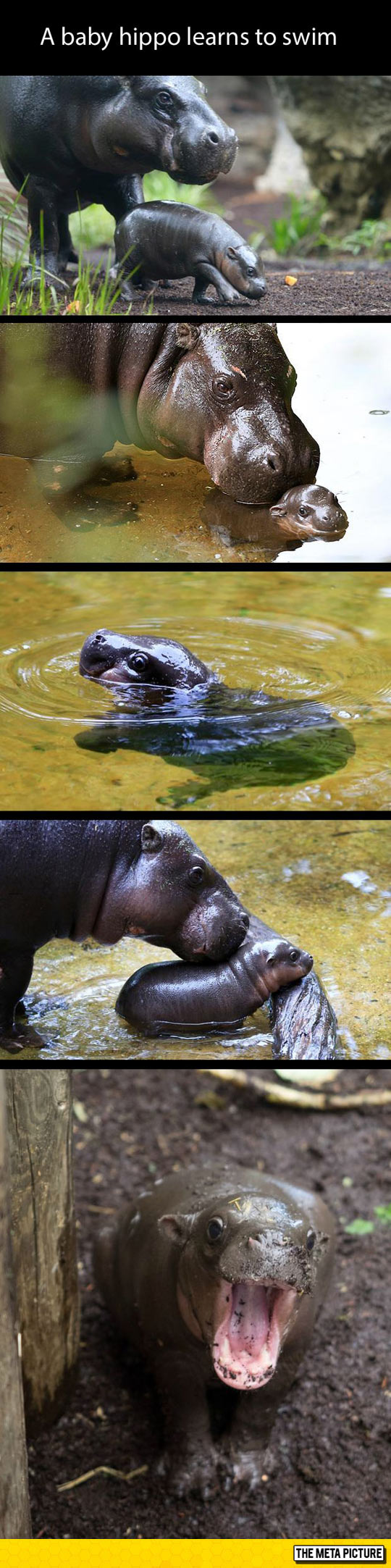 This Baby Hippo Makes Me Happy