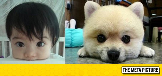 cute-baby-pomeranean-look-alike