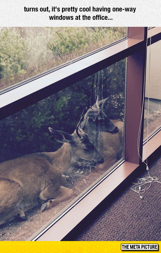 cute-deer-looking-window-office