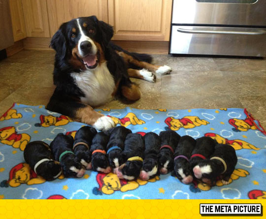 cute-dog-mother-puppies-newborn