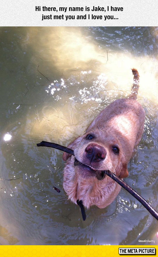 cute-dog-water-wet-stick-mouth