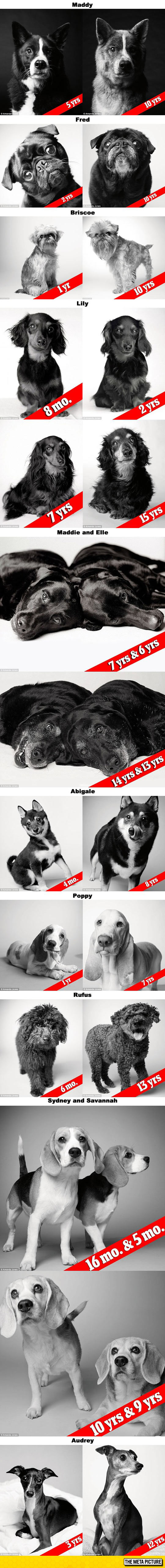 Dog Years Portraits Of Aging Dogs That Will Melt Your Heart (by Photographer Amanda Jones)