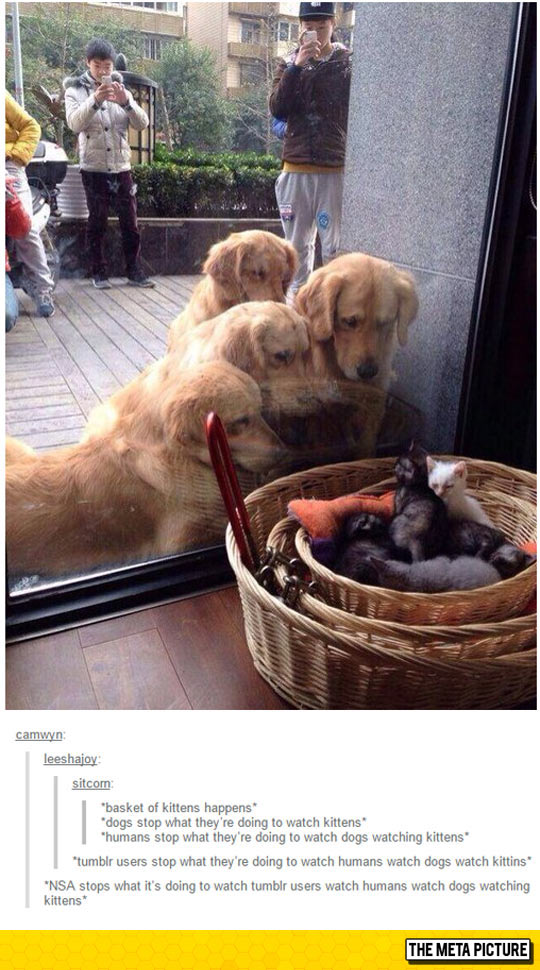 Basket Of Kittens Happens