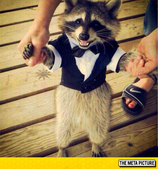 Raccoon in a Tuxedo!