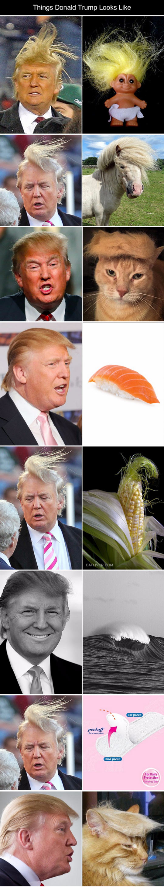 funny-Donald-Trump-hair-looking-like-things