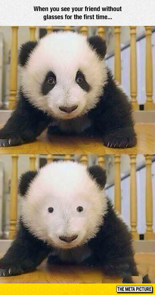 funny-Panda-with-glasses-before-after
