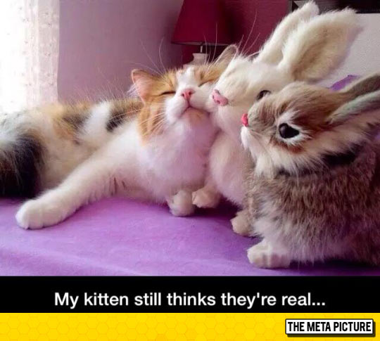 funny-bunny-toy-stuffed-cat-cute