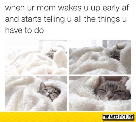 funny-cat-bed-morning-mother