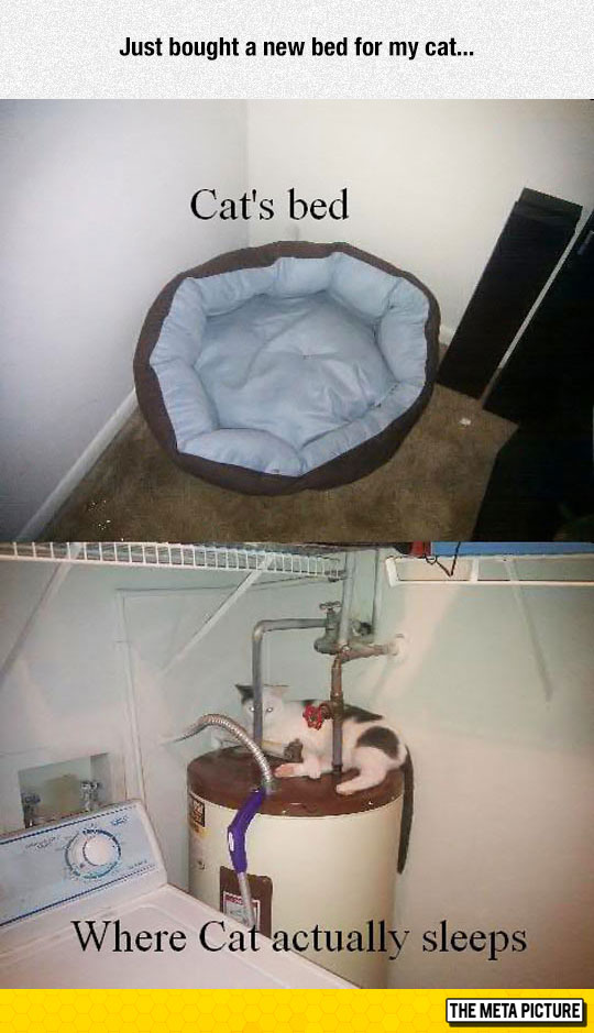funny-cat-bed-water-heater-basement