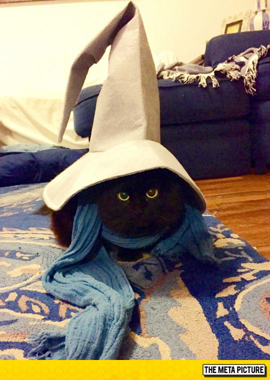funny-cat-wizard-hat-magic
