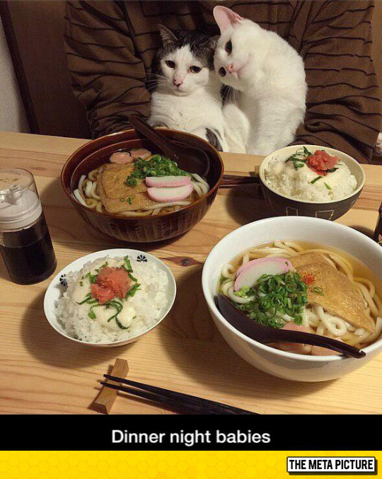 Fancy Dinner With Cats