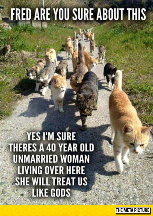 funny-cats-walking-path-mission