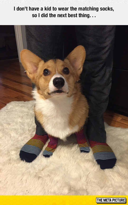 funny-dog-corgy-matching-socks