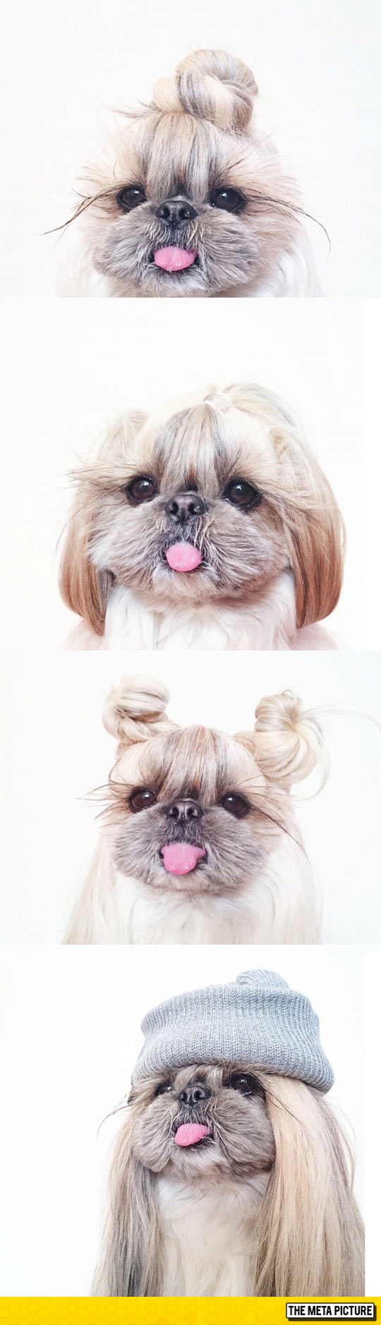 When Your Dog Asks For A New Hairstyle