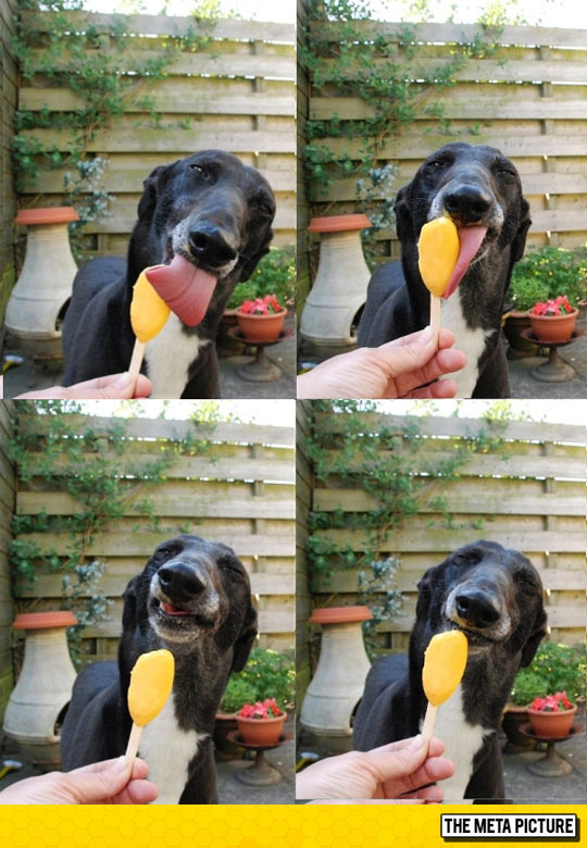 funny-dog-licking-ice-cream-brain-freeze