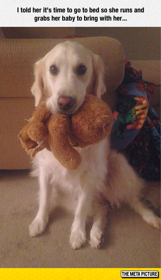funny-dog-stuffed-toy-sleep