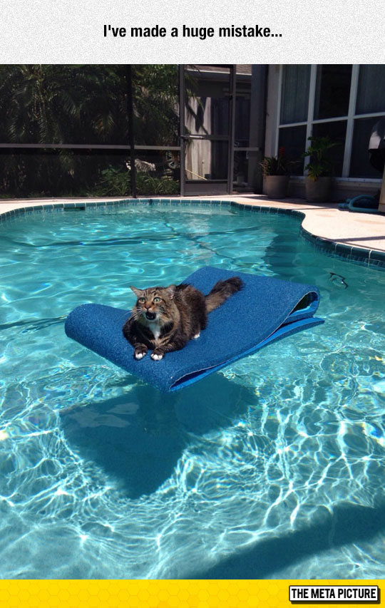 funny-dog-swimming-pool-scared-water