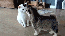 funny-gif-cats-fluffy-new-dogs