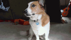 funny-gif-fist-bomb-dog-cat
