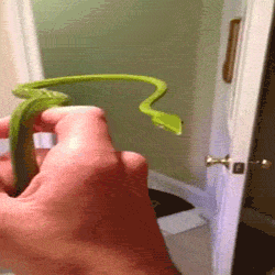 funny-gif-snake-head-stabilized