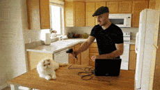 funny-gif-weapon-cats-creator