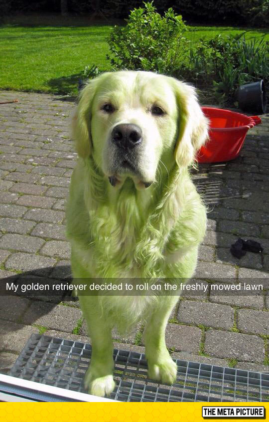 funny-green-dog-Hulk-mowed-lawn