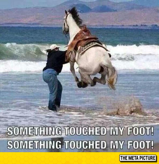funny-horse-jumping-water-sea