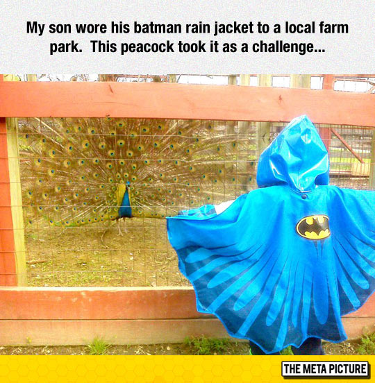 funny-kid-rain-jacket-peacock