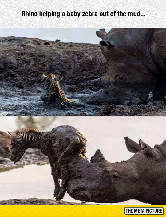 funny-rhinoceros-rescuing-zebra-mud