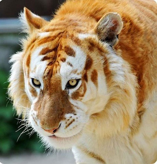 Extremely Rare Golden Tiger