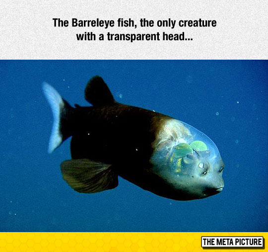 cool-Barreleye-fish-transparent-head