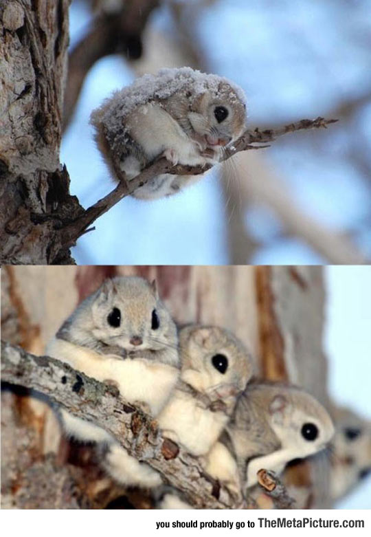 cool-Japanese-dwarf-flying-squirrels