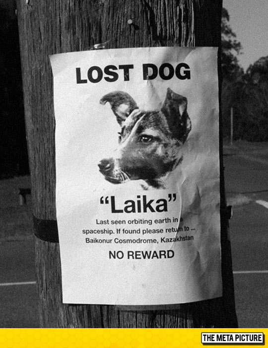 Lost Dog, No Reward