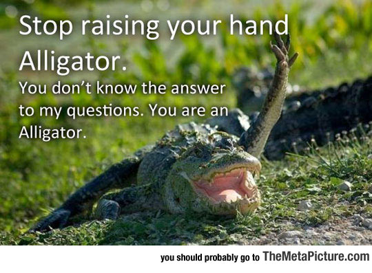 Stop It Alligator