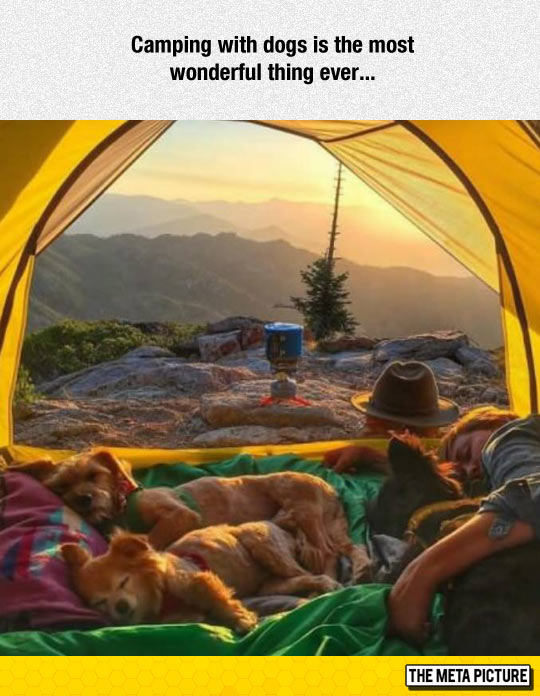 cool-camping-dog-tent-sleeping