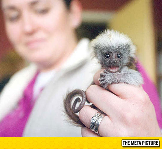 cool-cute-tiny-monkey-happy-face