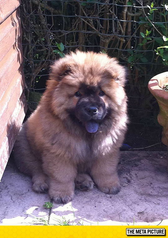 cool-dog-Teddy-Bear-look-alike
