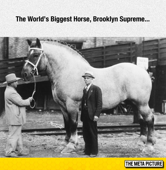 cool-largest-biggest-horse-world