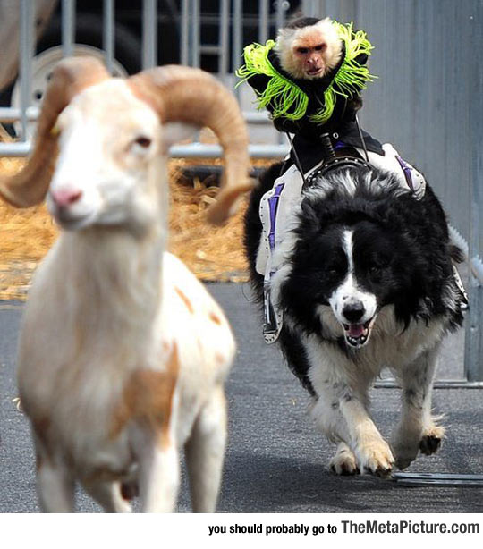 cool-monkey-riding-dog-race
