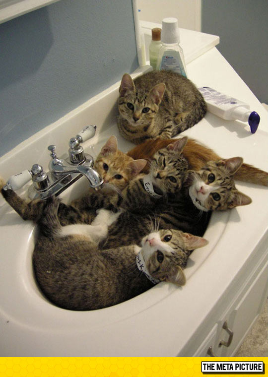 Sorry, The Sink Is Busy Today