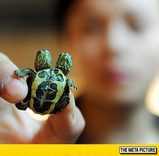 cool-two-headed-turtle-mutant-siamese