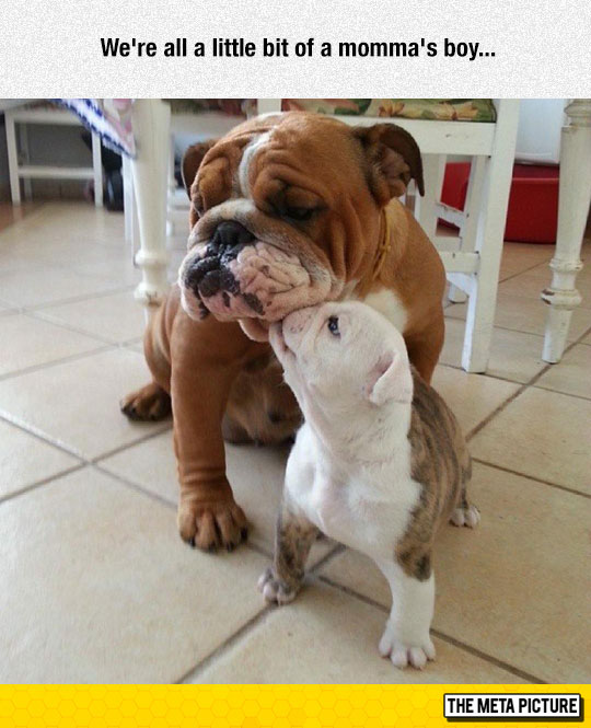 cute-dog-mom-kiss-bulldog