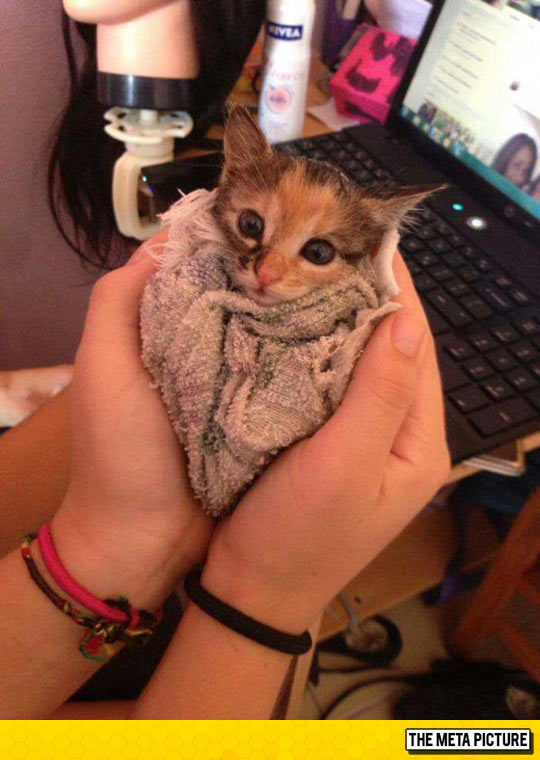 Just A Little Purrito