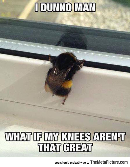 funny-bees-knees-cute-window