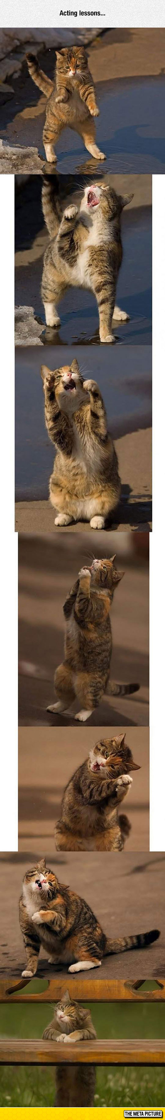 funny-cat-acting-drama-faces
