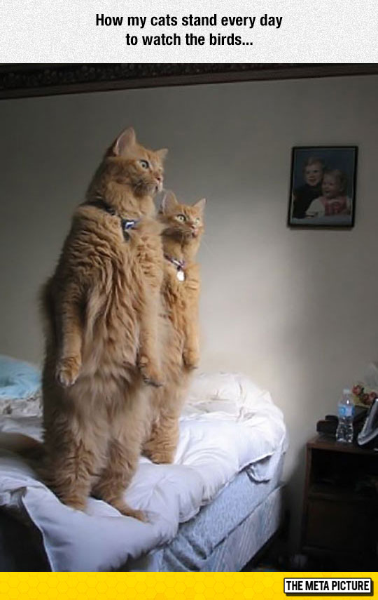 funny-cats-standing-watching-birds-bed
